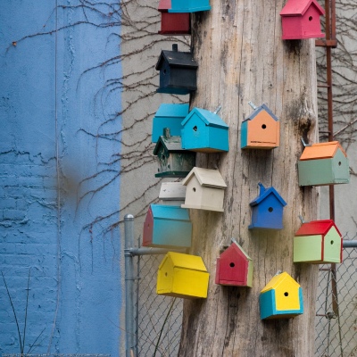 bird boxes community